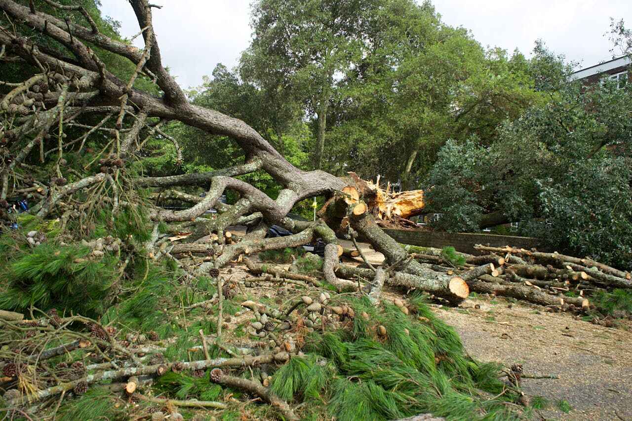 Best Emergency Storm Tree Removal  in Stratmoor, CO